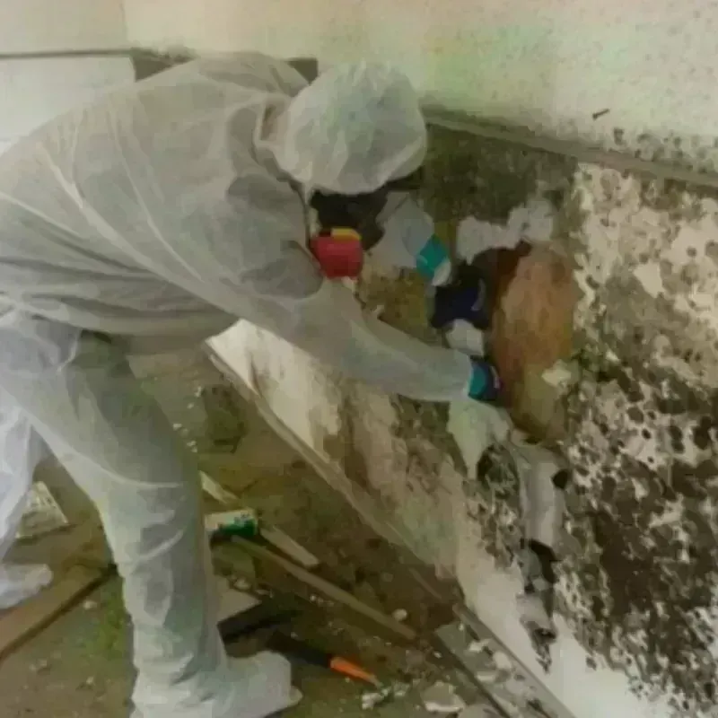 Mold Remediation and Removal in Danville, CA